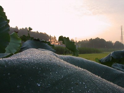 e0030889_08219.jpg