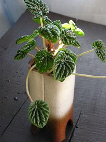 癒し。_e0063296_2342249.jpg