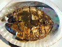 e0028505_12412078.jpg