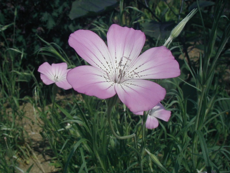 c0040208_9473477.jpg