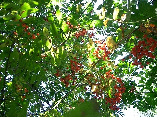 b0060111_453119.jpg