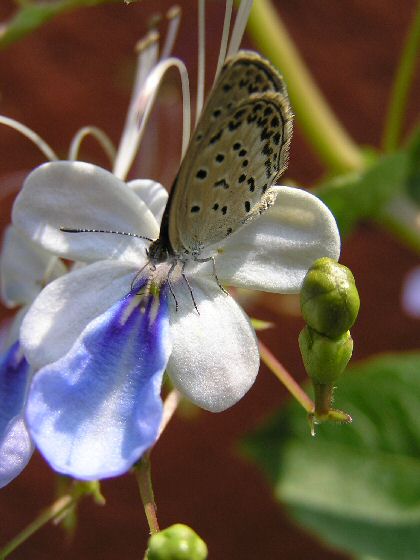 チョウの花に蝶が_a0027125_7513682.jpg