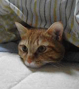 e0041329_17401086.gif