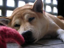 愛犬家バトン_c0049950_2311628.jpg