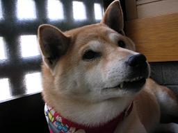愛犬家バトン_c0049950_2316752.jpg