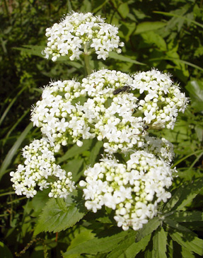 9月3日　野反湖花図鑑その2　目を引く花たち_a0001354_18153286.jpg