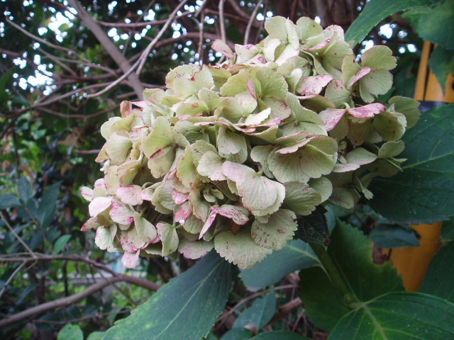 b0061261_17144659.jpg