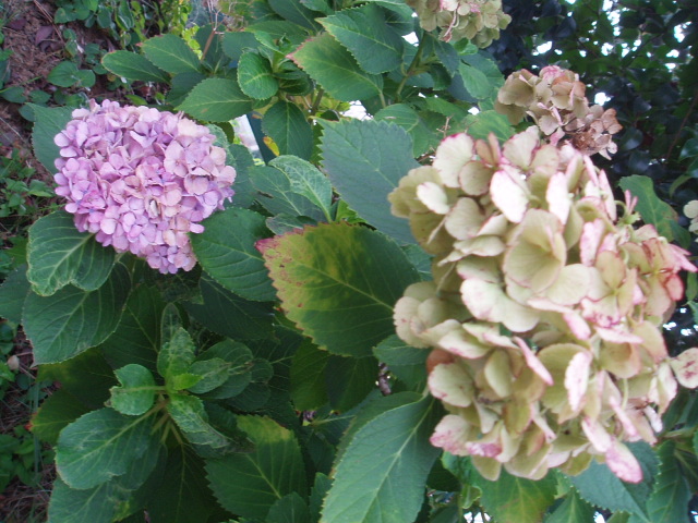 b0061261_1715418.jpg