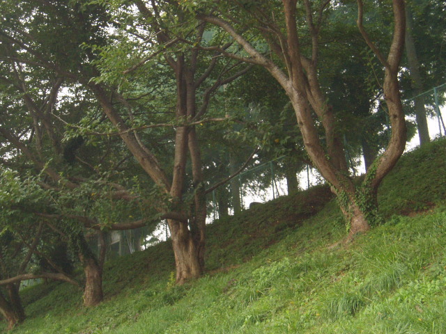 b0061261_1716124.jpg