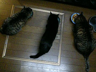 ギョロ_b0019674_2343746.jpg