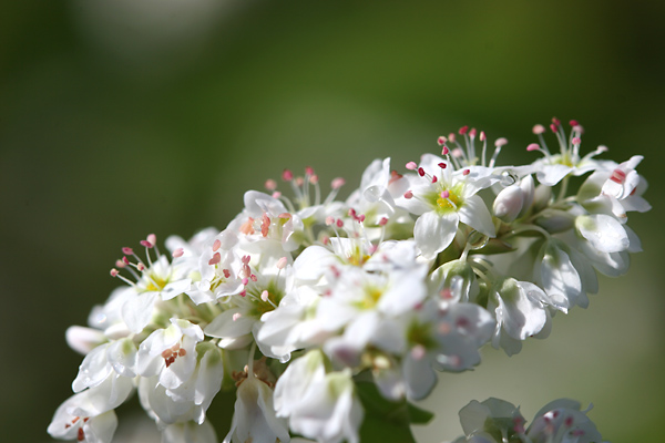 高原の丘一面に・・・　そばの花_c0048494_0381242.jpg