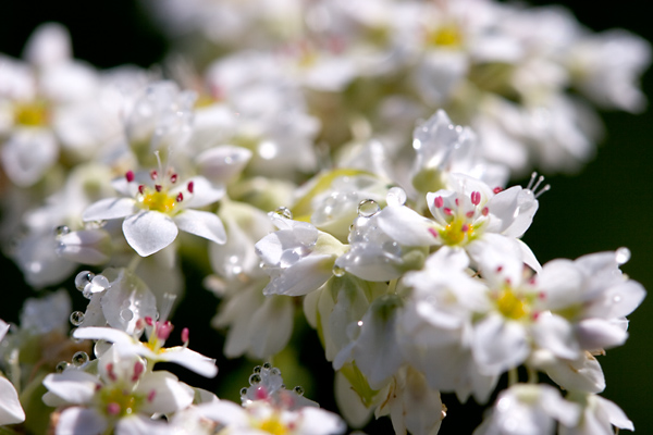 高原の丘一面に・・・　そばの花_c0048494_040157.jpg