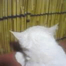 c0005007_32593.gif