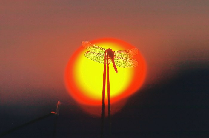秋 夕日 みちのくの大自然 秋 夕日 みちのくの大自然
