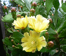 c0069048_6575326.jpg