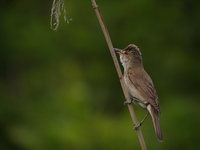 オオヨシキリ　　Oriental  Great  Reed  Warbler/ Acrocephalus  orientalis_b0069564_2059528.jpg