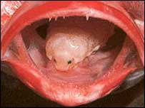 ★魚の舌をむさぼり、交換舌として寄生する驚くべき生物!!_b0013789_14331289.jpg