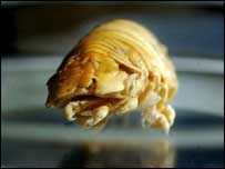 ★魚の舌をむさぼり、交換舌として寄生する驚くべき生物!!_b0013789_1433443.jpg