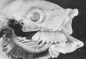 ★魚の舌をむさぼり、交換舌として寄生する驚くべき生物!!_b0013789_1533490.jpg
