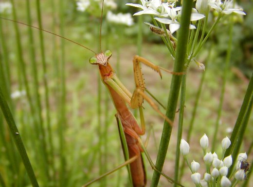 オオカマキリ_c0057390_0353321.jpg