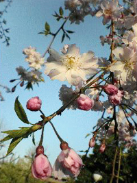 e0041699_2037563.jpg