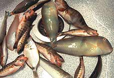 青魚_d0062721_1251682.jpg