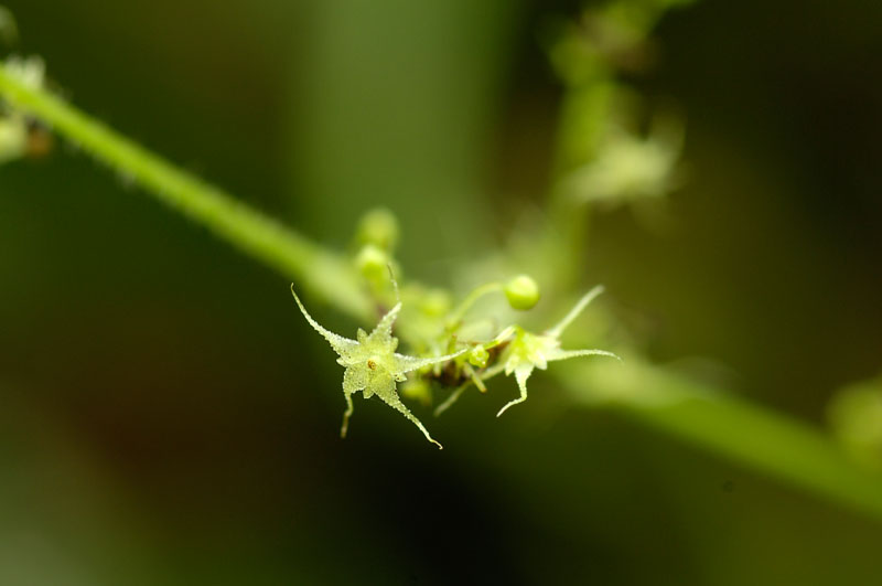 アマチャヅル 甘茶蔓 空 Sora そら
