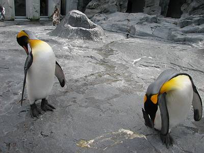 旭山動物園　ペンギン_c0043868_02238.jpg