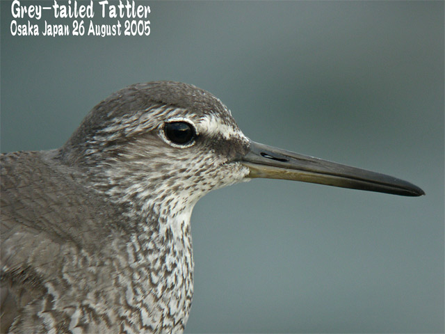 キアシシギ 2     Grey-tailed Tattler 2_c0071489_074967.jpg