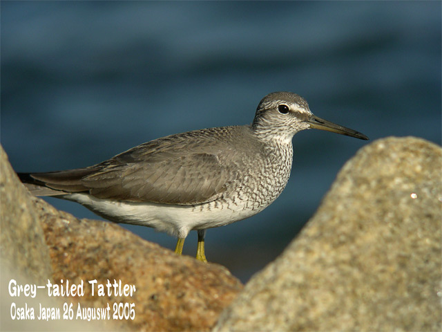 キアシシギ 2     Grey-tailed Tattler 2_c0071489_08360.jpg