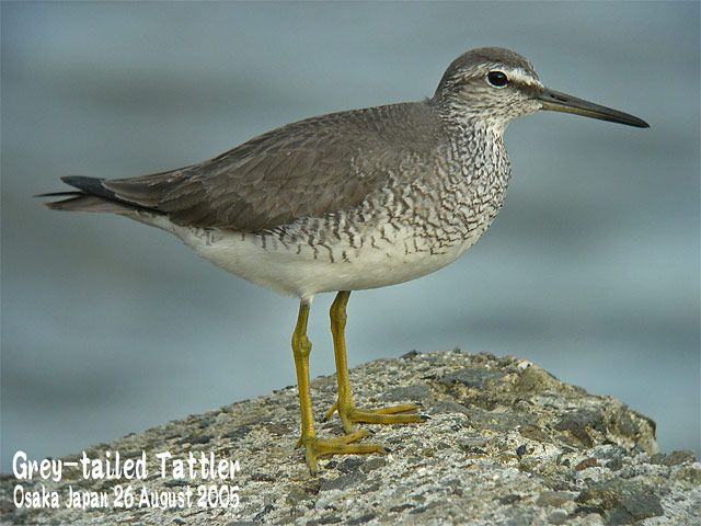 キアシシギ 2     Grey-tailed Tattler 2_c0071489_094777.jpg