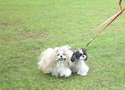 e0050801_138587.gif