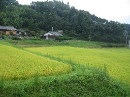 田舎の風景・・・_d0034659_2153822.jpg