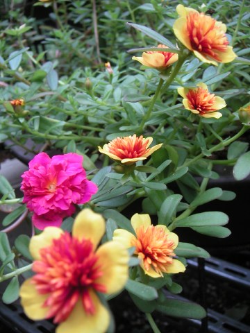 お庭の花の紹介です_b0033423_1622862.jpg