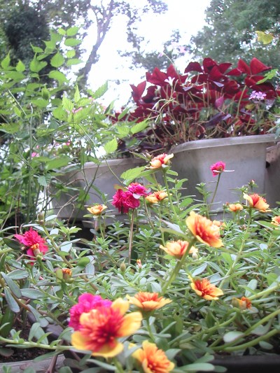 お庭の花の紹介です_b0033423_1624444.jpg