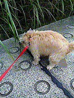 e0030663_1644762.gif