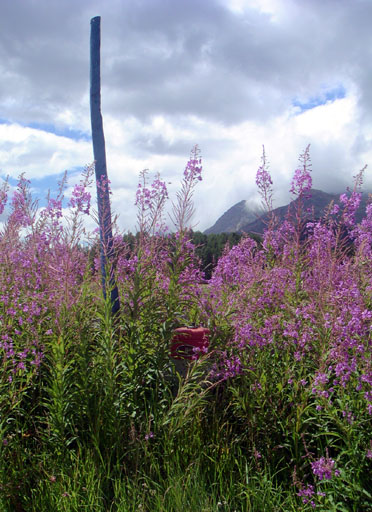 b0038588_0017.jpg