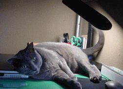c0066610_19304468.gif