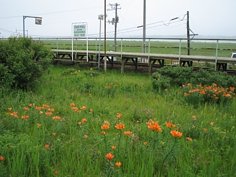 c0060452_23472844.jpg