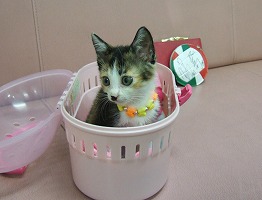 三毛ちゃん完結編_b0059154_2132153.jpg
