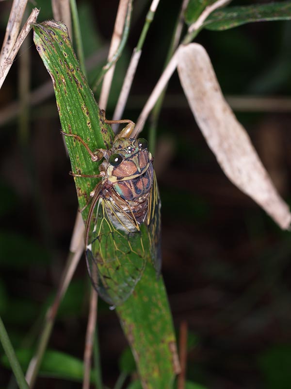 鳴く虫観察会　part２_e0049101_21221635.jpg