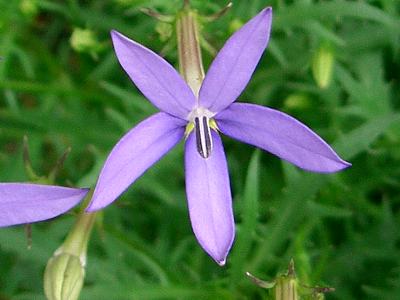 イソトマ 花の仲間調べ
