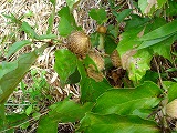 d0055236_2130923.jpg