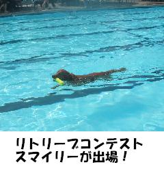 プールに行ってきましたよ　　Doggie pool_e0014447_15161487.jpg