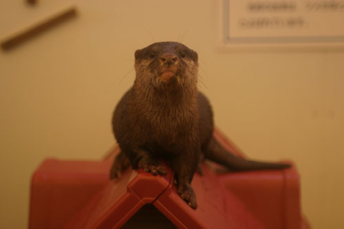 屋島水族館　館内編_a0012103_032057.jpg