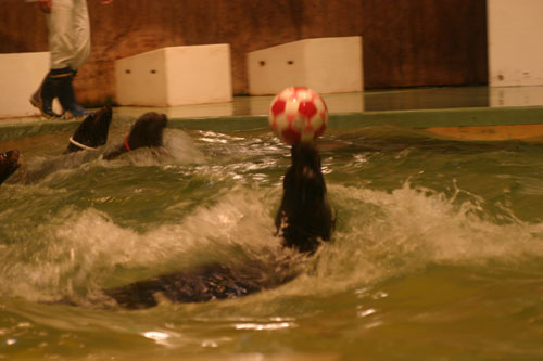 屋島水族館　館内編_a0012103_0323120.jpg