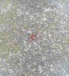 背の赤い蜘蛛に毒があると聞いたので 昆虫ブログ むし探検広場