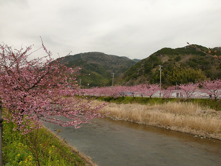 早咲きの桜　静岡県河津町_e0000746_156311.jpg