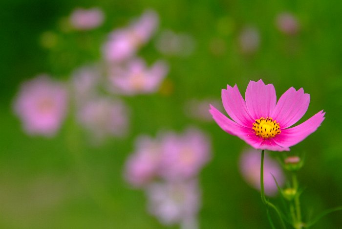 そばの花とコスモス_c0022089_215241.jpg