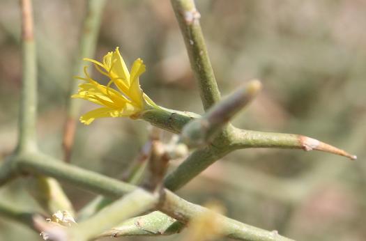 2 沙漠の花 えるだまの植物図鑑 2 沙漠の花 えるだまの植物図鑑